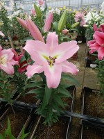 [4567 VH43 Birillo No01.JPG]